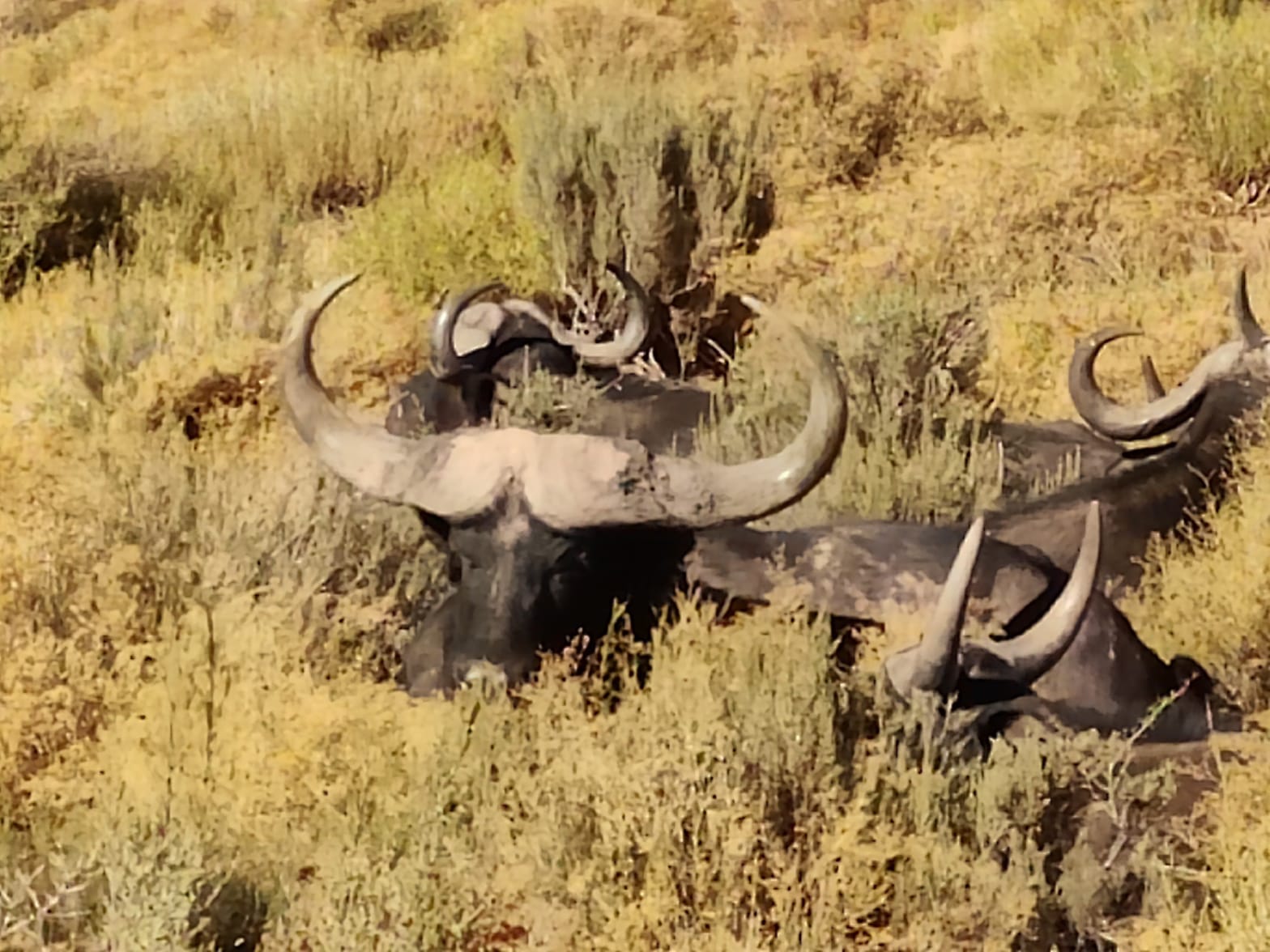 Aquila Game Reserve - Safari 64